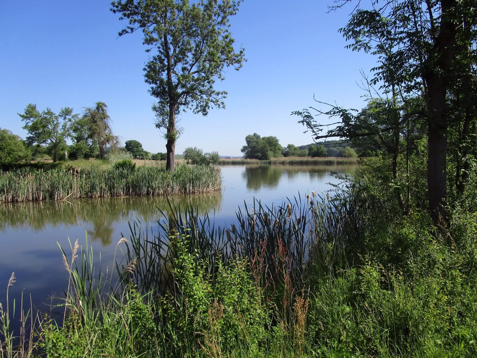 Alte Bäume am Ufer